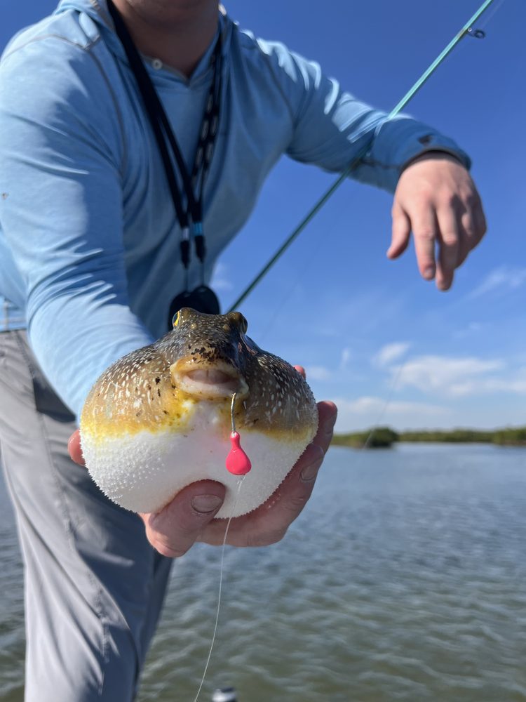 Angler holding a pufferfish caught inshore