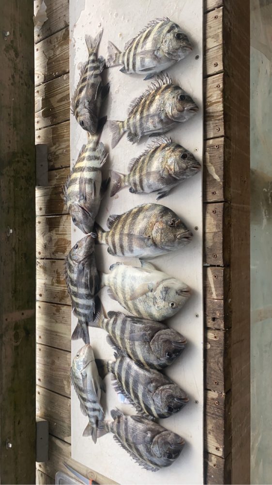 Sheepshead laid out along the rail