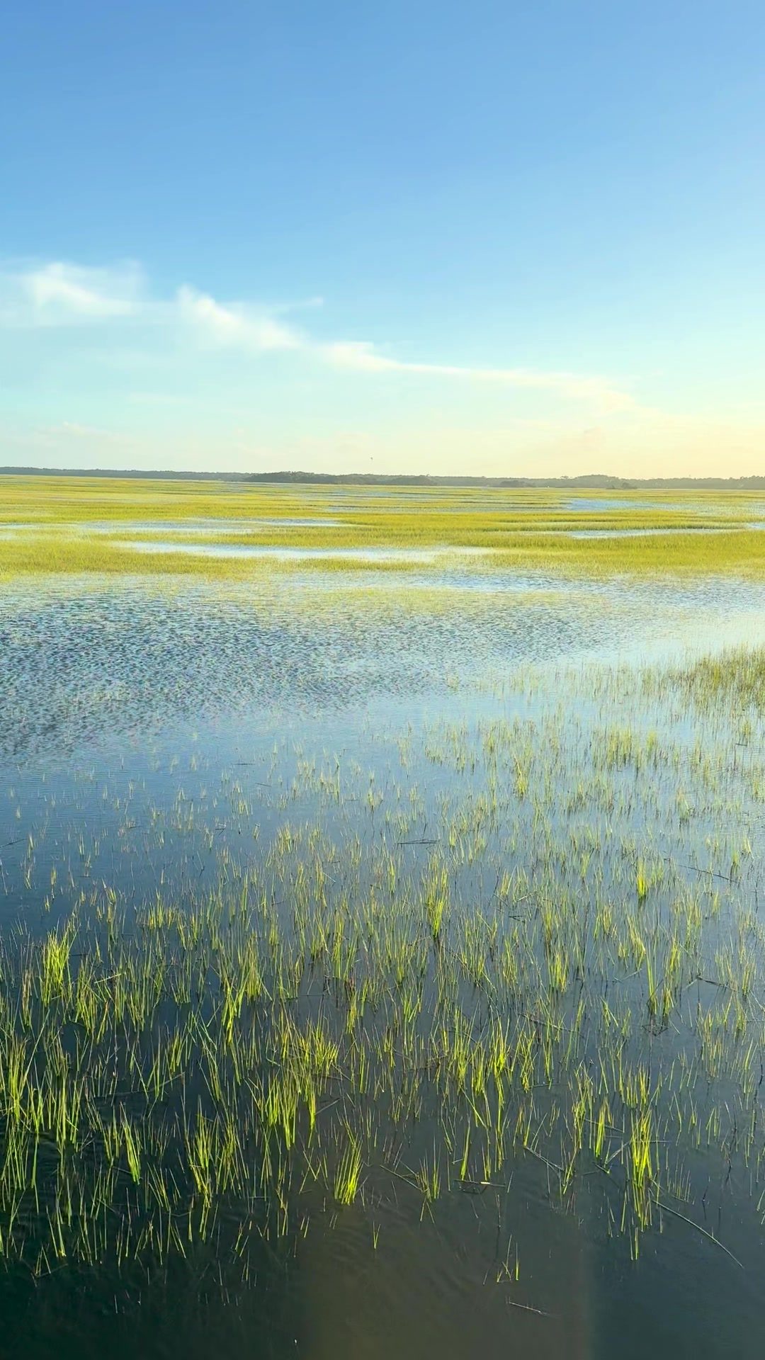 Late-day light over a flooded spartina marsh