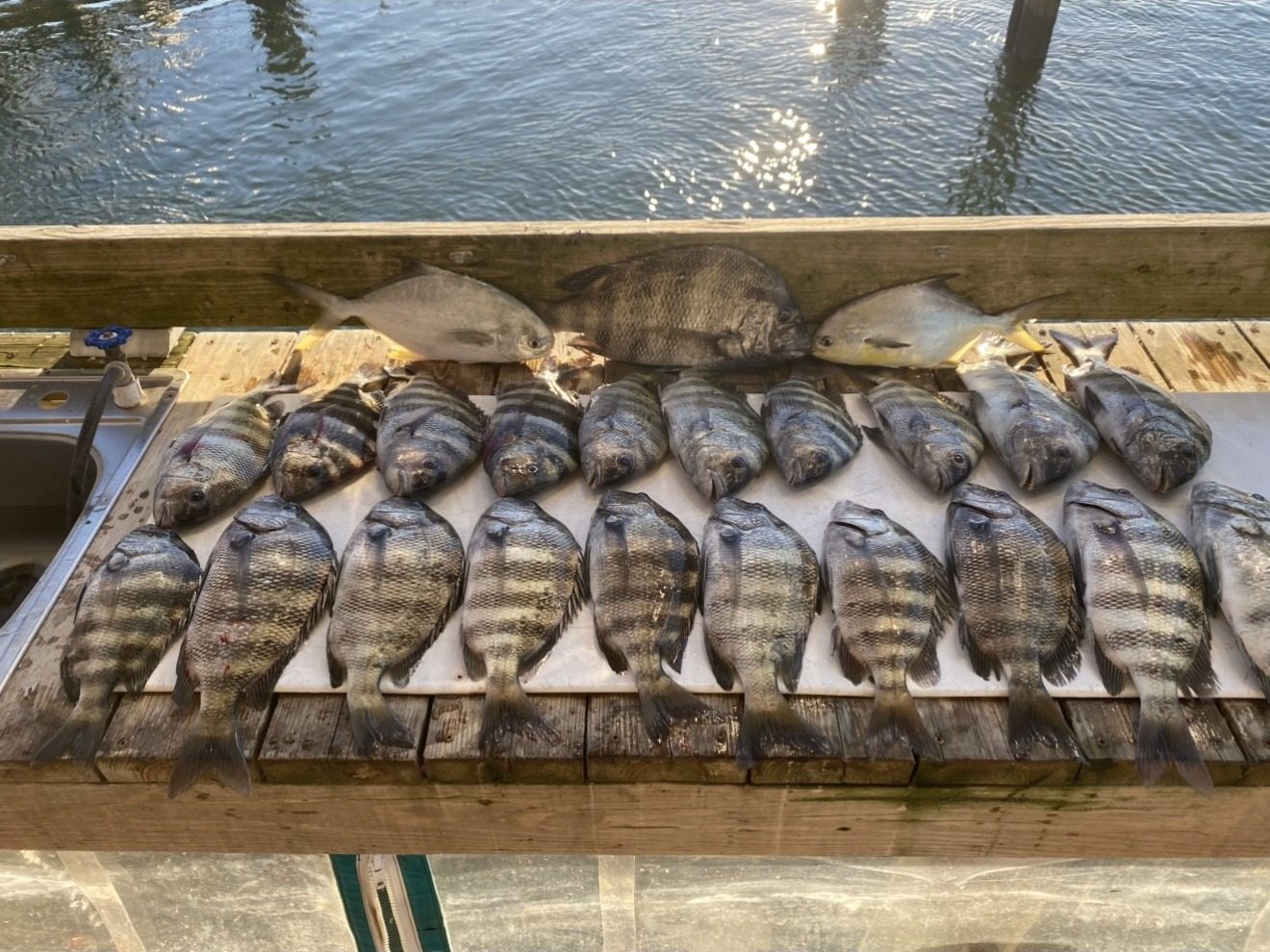 A rail of sheepshead from a winter trip